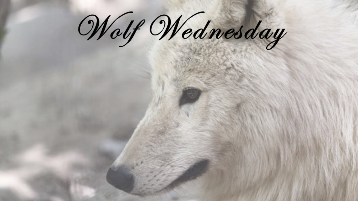Wolf2